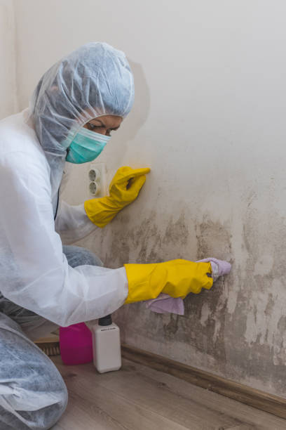 Best Dehumidification Services  in Lorain, OH