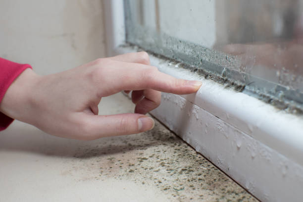 Best Basement Mold Removal  in Lorain, OH