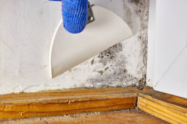 Best Forensic Mold Investigation  in Lorain, OH